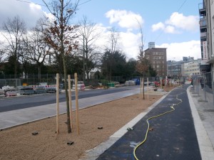 Bäume Friedrich-Verleger-Straße (2)